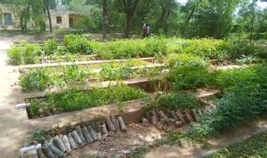 तीन नर्सरियों में तैयार किये जा रहे हैं 4 लाख 55 हजार औषधीय पौधे