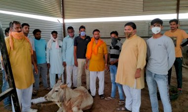 शिव गोरक्ष धाम गोवंश हॉस्पिटल फाउंडेशन द्वारा की गई बीमार गौवंशो की सेवा