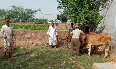 कामां पुलिस व गौ रक्षक सेवा दल ने गौतस्करों पर कार्यवाही करते हुए आधा दर्जन कराए मुक्त