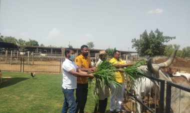 जयपुर में गौमाताओं को चारा खिलाकर मनाया स्वर्गीय गोधा साहब का जन्मदिवस
