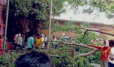 सामुदायिक स्वास्थ्य केंद्र में खड़ा पेड़ अचानक गिरा, बड़ा हादसा टला
