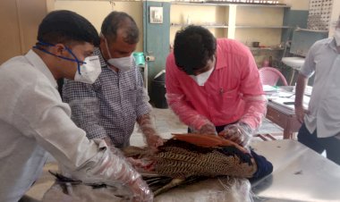 घायल अवस्था में मिला राष्ट्रीय पक्षी मौर, पोस्टमार्टम करा वन विभाग टीम को सौपा