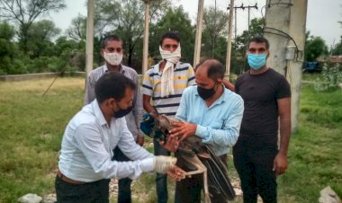 करंट लगने से राष्ट्रीय पक्षी मोर हुआ घायल