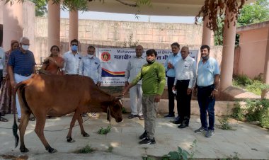 महावीर इंटरनेशनल का कावाखेडा मे निशुल्क पशु चिकित्सा शिविर हुआ सम्पन्न
