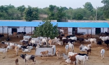 गायों को गर्मी व बारिश से बचाने के लिए श्री कृष्ण गौशाला में करवाया टीन शेड का निर्माण