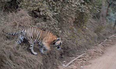 वन्य जीवों का बाघ परियोजना क्षेत्र छोड़ बहार निकलना चिंता का विषय