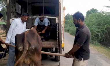घायल गाय को हॉस्पिटल पहुचाकर करवाया इलाज