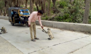 मां शाकंभरी सेवा समिति सकराय धाम तत्वाधान में बंदरों को केले व गायों को खिलाया हरा चारा