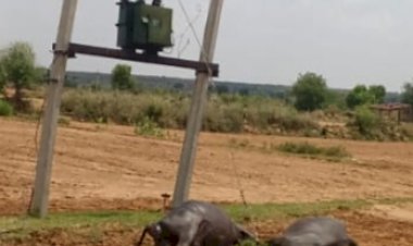 करन्ट की चपेट में आने से दो भैंसो की मौत, मामला दर्ज