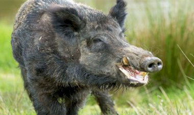 नैनपुरीया में फसल चौपट कर रहे जंगली सूअर