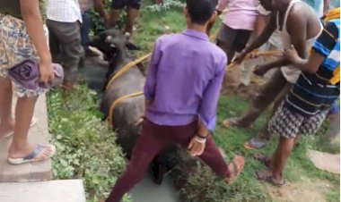 बिना फेरोकवर नालों में आये दिन आवारा जानवर गिरकर हो रहे घायल