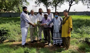 नूरनगर में राजकीय विद्यालय में स्कूल स्टाफ ने लगाए  35 छायादार पौधे