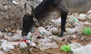 रूपारेल पहले बनी नदी से नाला और अब बन गई डायन