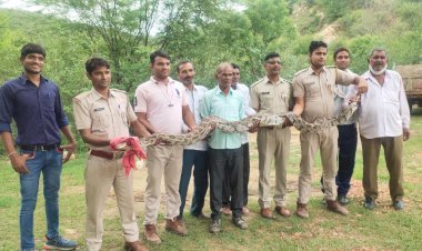 13 फुट लम्बा अजगर सांप निकला, वन विभाग की टीम ने रेवस्क्यू कर पकड़ा