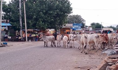 NH-148D पर लगा रहता है आवारा मवेशियों का जमावड़ा, दुर्घटनाओं के बाद भी प्रशासन बेपरवाह