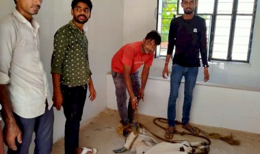 गौपुत्रो ने दौसा पशु अस्पताल में भर्ती करवाए घायल गोवंश
