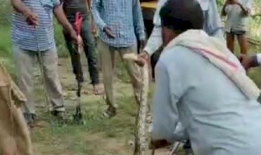 वैर थाना इलाके के गांव जटपुरा में 10 फुट लंबा अजगर निकलने से मचा हड़कंप