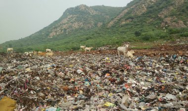 नगर पालिका कचरा संग्रह स्थल बना गौवंश का काल