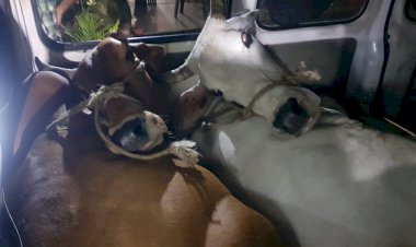 खोह थाना पुलिस ने गौतस्कर को गिरफ्तार कर इको गाड़ी से दो गायों को कराया मुक्त