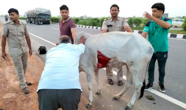 घायल गौवंश को गौशाला पहुंचा कर दिया इलाज