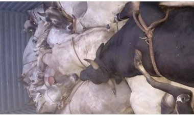 गौवध के लिए ले जाई जा रही 10 गायों को खोह थाना पुलिस ने कराया मुक्त, टाटा 709 गाड़ी जप्त