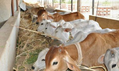 नवजात गौवंश के लिये कराया शेड का निर्माण