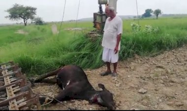 जमीन पर रखें ट्रांसफार्मर से करंट लगने से गाय की हुई मौत