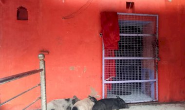 मंदिरों में आवारा सूअरों के घुसने से स्थानीय लोगों में नपा प्रशासन के खिलाफ आक्रोश