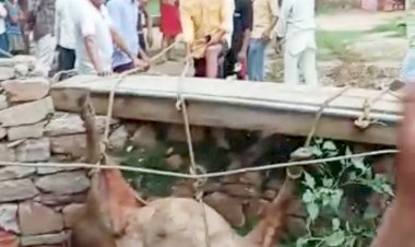 सामौली के गुर्जर मौहल्ला में दो सांडों की लड़ाई, कुएं में गिरने से हुई एक की मौत