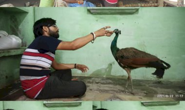 बरसात के दौरान करंट लगने से राष्ट्रीय पक्षी मोर हुआ घायल