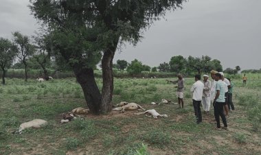 आकाशीय बिजली गिरने से 4 भेड़ व 3 बकरियों की मौत