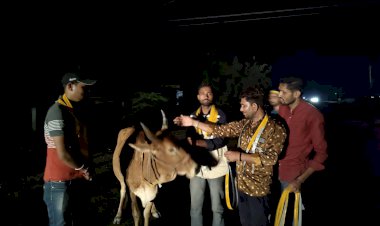 दुर्घटना से बचाव के लिए गायों को बांधी रेडियम पट्टी