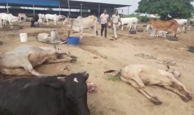 कोटकासिम पुलिस ने गौतस्करों से गोवंशों को कराया मुक्त