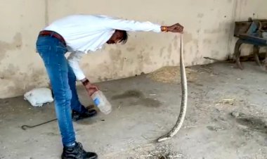 भारत का सबसे खतरनाक सांप का रेस्क्यू कर जंगल में छोड़ा