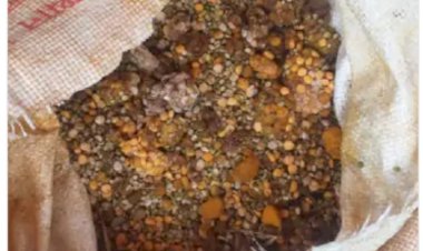 स्कूली बच्चों को दिए जाने वाले पोषाहार के कॉम्बो पैक में मिले कीड़े