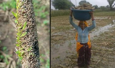 रैणी क्षेत्र मे बारिश से फसलों को हुआ बड़ा भारी नुकसान