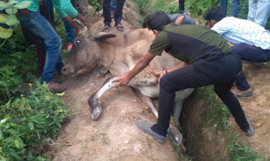 रेलवे लाइन के करीब खोदी गई लाइन में गिरकर गोवंश हो रहे घायल