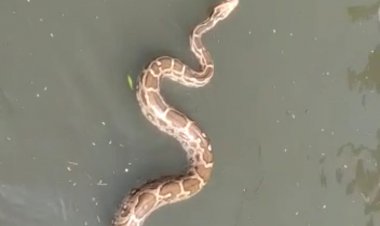 ड़ीग कस्बे के मोरी मोहल्ला में नाले में10 फूट लंबा अजगर निकलने से मचा हड़कंप