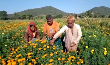 नवरात्रा लगने के साथ ही गुरलां में टूटने लगे फूल, बाजार भाव नहीं होने से किसान चिंतित