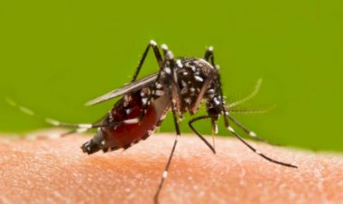 डेंगू का डंक....... उदयपुरवाटी सामुदायिक स्वास्थ्य केंद्र पर डेंगू बीमारी के मरीजों का बड़ा ग्राफ