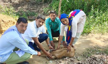 सरपंच ने नील गाय के बच्चे को बचाया, कुत्तों ने कर दिया था हमला