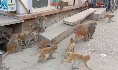 बंदर को करंट लगने पर बंदरो ने किया उत्पात
