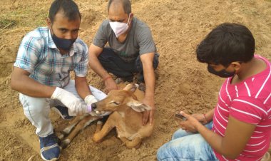 श्वानो के हमले से बचाकर नील गाय के बच्चे का किया उपचार
