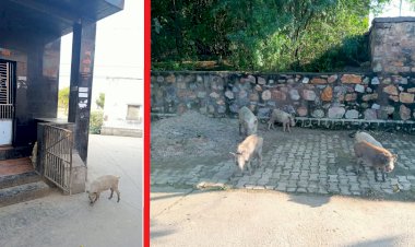 नगर पालिका की लापरवाही के कारण साधु-संत व भक्तजनों को तीर्थराज विमल कुंड के दर्शन करने से पहले करने पड़ते हैं सूअरों के झुंड के दर्शन