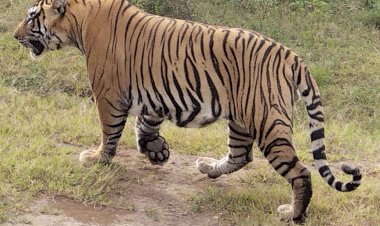 सरिस्का में युवराज का हुआ दीदार
