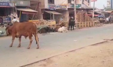 कस्बे में बढ़ता जा रहा आवारा पशुओं ग्राफ, नगरपालिका अनदेखी कर किसी बड़े हादसे का कर रही इंतजार