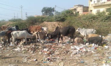 नगर पालिका की तानाशाही, कचरे व बदबू से जीना हुआ दूभर, आमजन परेशान