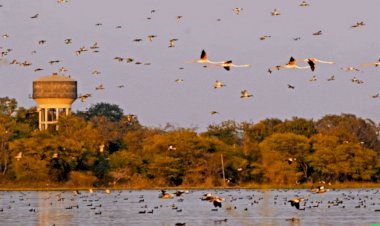 बढ़ती सर्दी के साथ मेनार के जलाशयों में बढ़ने लगी है विदेशी परिंदों की करलव