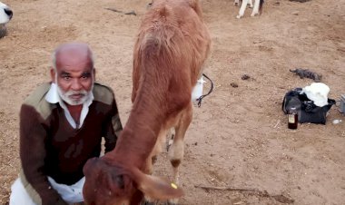 घायल गोवंशो के लिए वरदान साबित हो रहा शिव गोरक्ष धाम गोवंश हॉस्पिटल