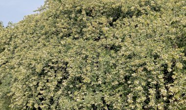 पीली चादर ओढ़ने से पहले प्रकृति ने लताओं पर की फूलों की बारिश